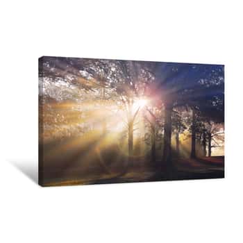 Image of Sun Rays Through The Forest Canvas Print