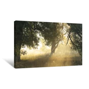 Image of Foggy Morning Canvas Print