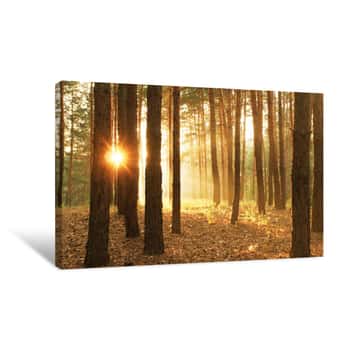 Image of Pines Forest On Sunrise Canvas Print