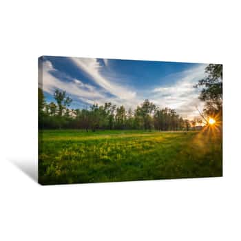 Image of Sunset In Spring Forest Canvas Print