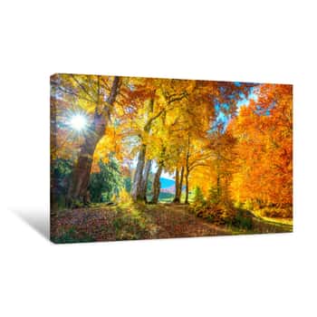 Image of Autumn Landscape - Tall Forest Golden Trees With Sunlight, Panoramic Canvas Print