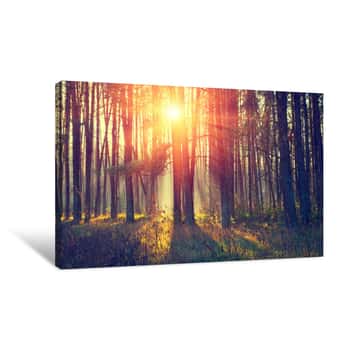 Image of Pine Forest In The Morning Canvas Print