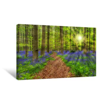 Image of Famous Forest Hallerbos In Brussels Belgium Canvas Print