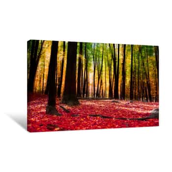 Image of Forest In Autumn With Golden Light Canvas Print