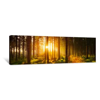 Image of Pine Trees In Forest During Sunset Canvas Print
