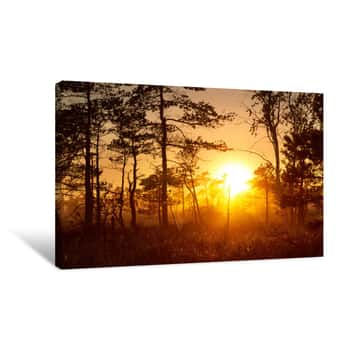 Image of Mystical Foggy Sunrise In A Pine Forest Canvas Print