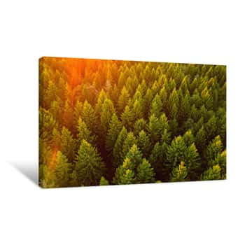 Image of Aerial View On A Pine Forest On Sunset Canvas Print