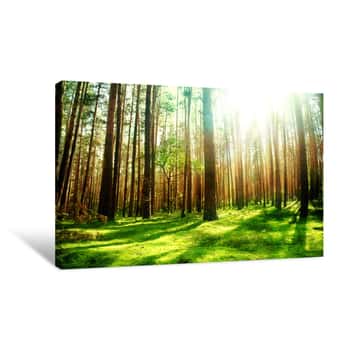 Image of Sun Rays In The Forest Canvas Print