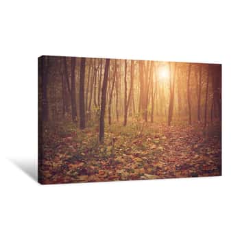 Image of Autumn Forest Canvas Print