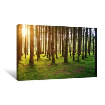 Image of Beautiful Shot Of A Morning Sun Shining Through The Trees Canvas Print
