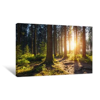 Image of Hiking Path In To The Forest At Sunset Canvas Print