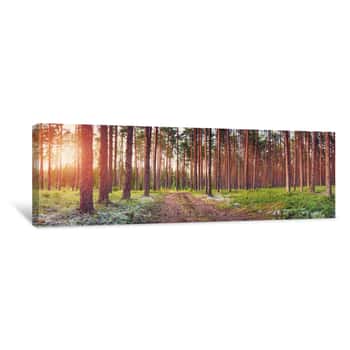 Image of Coniferous Forest With Pine Trees At Sunset Canvas Print