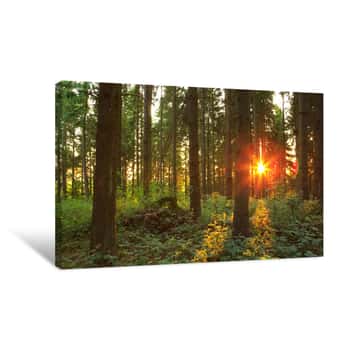 Image of Green Forest At Sunset Canvas Print