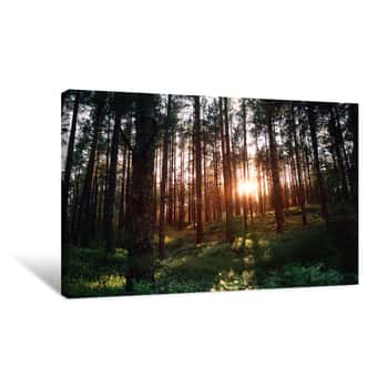 Image of Beautiful Landscape, Sunset In The Dense Pine Forest, The Beauty Of Northern Nature Canvas Print