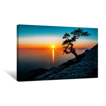 Image of Silhouette Of Alone Juniper Tree Canvas Print