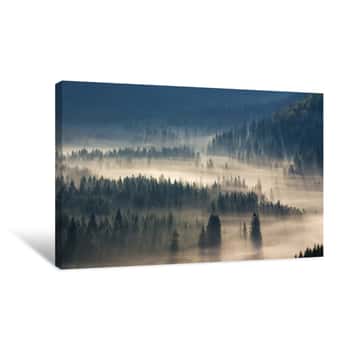 Image of Spruce Trees Down The Hill  To Coniferous Forest In Fog At Sunrise Canvas Print