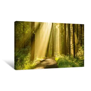 Image of Golden Rays Of Light Shining Through Tree Canopies On An Autumn Morning With Path In A Forest Canvas Print