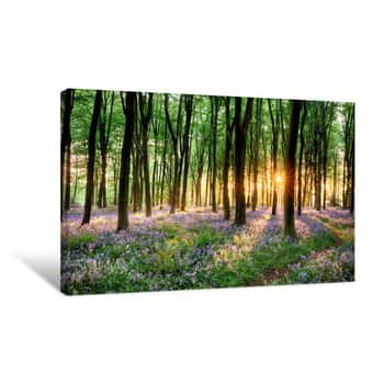 Image of Bluebell Forest Path At Sunrise Canvas Print
