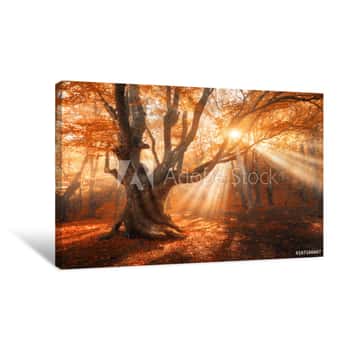 Image of Magical Old Tree With Sun Rays In The Morning  Amazing Forest In Fog  Colorful Landscape With Foggy Forest, Gold Sunlight, Red Foliage At Sunrise  Fairy Forest In Autumn  Fall Woods  Enchanted Tree Canvas Print