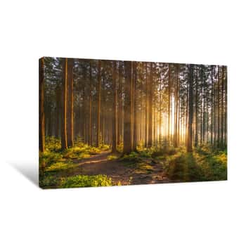Image of Silent Forest In Spring With Beautiful Bright Sun Rays   Canvas Print