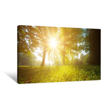 Image of Sun Rays Through Trees Leaves Canvas Print