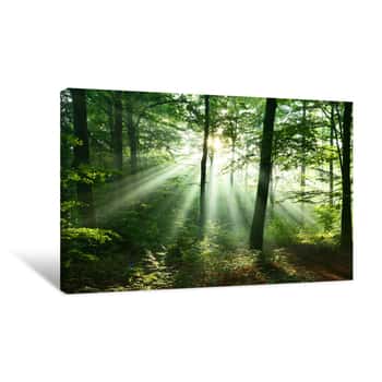 Image of Beautiful Sunrise In Forest Canvas Print