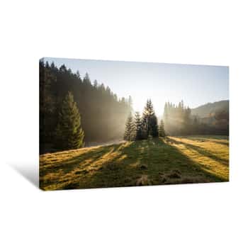 Image of Landscape Of Pine Forest During Sunrise With Fog Canvas Print