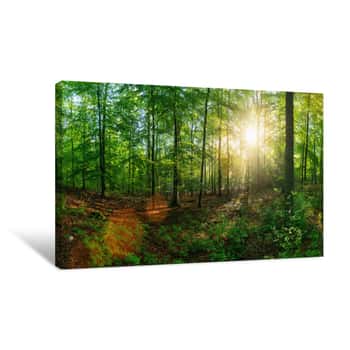 Image of Panorama Of A Beautiful Forest At Sunrise Canvas Print