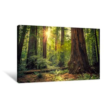 Image of Sunrise In The Redwoods, Redwoods National & State Parks California Canvas Print