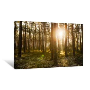 Image of Pine Forest On Sunrise With Warm Sunbeams Canvas Print
