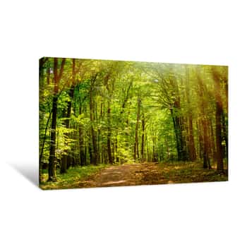 Image of Spring Warm Day In The Forest  Summer Warm Sunny Day In The Forest Bright Green Forest Natural Walkway In Sunny Day Light Sun Through Vivid Green Forest  Green Summer Forest Landscape In Warm Light Canvas Print