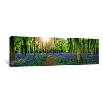 Image of Sun Filtering Through Woodland With Carpet Of Bluebells  (Hyacinthoides Non-scripta) In Hertfordshire England UK Canvas Print