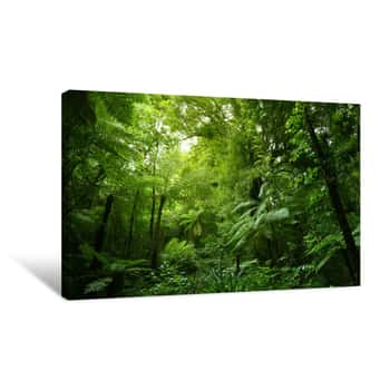 Image of Tree Ferns In Jungle Canvas Print