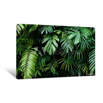 Image of Tropical Jungle Nature Green Palm Leaves On Dark Background In A Garden Canvas Print