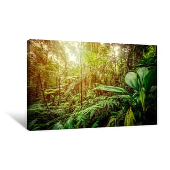Image of Sun Shining Over Basse Terre Jungle In Guadeloupe Canvas Print