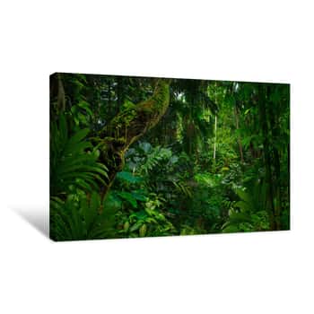 Image of Southeast Asian Rainforest With Deep Jungle Canvas Print