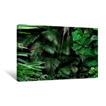 Image of Tropical Rainforest Landscape Background  Tropical Jungle Palms, Trees And Plants Canvas Print