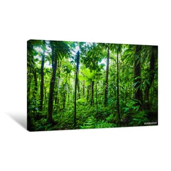 Image of Thick Vegetation In Guadeloupe Jungle Canvas Print