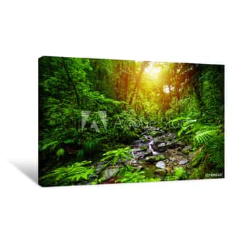 Image of Small Stream In Guadeloupe Jungle At Sunset Canvas Print