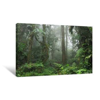 Image of Mysterious Wet Deep Forest Shrouded In Morning Mist Keeps Its Secrets, Jungle, Rainforest – Stock Photo Canvas Print