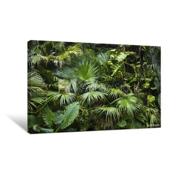 Image of Beautiful Palm Leaves Of Tree In Sunlight Canvas Print