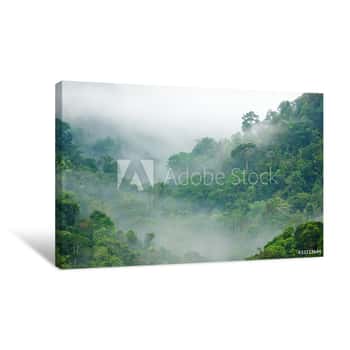 Image of Rainforest Morning Fog Canvas Print