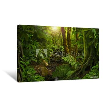 Image of Stream in Asian Tropical Rainforest Canvas Print