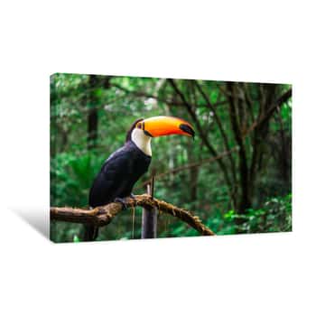 Image of Toucan Tropical Bird Sitting On A Tree Branch In Natural Wildlife Environment In Rainforest Jungle Canvas Print