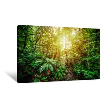 Image of Basse Terre Jungle In Guadeloupe Canvas Print