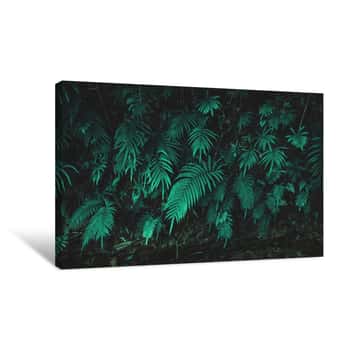 Image of Tropical Ferns Leaf Texture  Dark Green Background Canvas Print