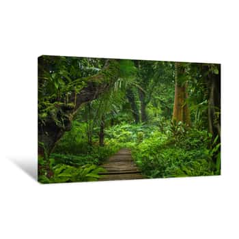 Image of Asian Rainforest Jungle Canvas Print
