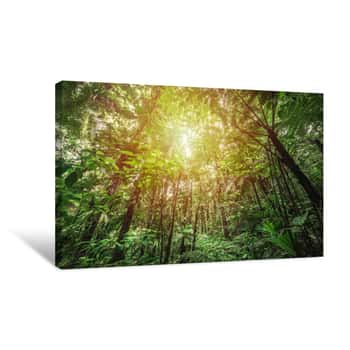 Image of Thick Vegetation In Basse Terre Tropical Forest Canvas Print