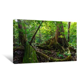 Image of Lush Undergrowth Jungle Vegetation Canvas Print