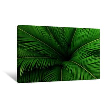 Image of Palm Leaves Green Pattern, Abstract Tropical Background Canvas Print